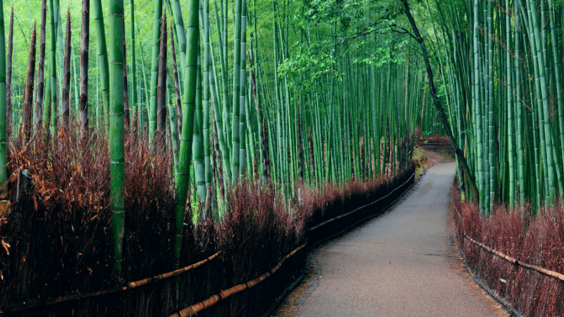 THE MOST BEAUTIFUL PLACES TO VISIT IN THE WORLD BY PRIVATE JET AFTER COVID-19 - Arashiyama Bamboo Grove, Japan